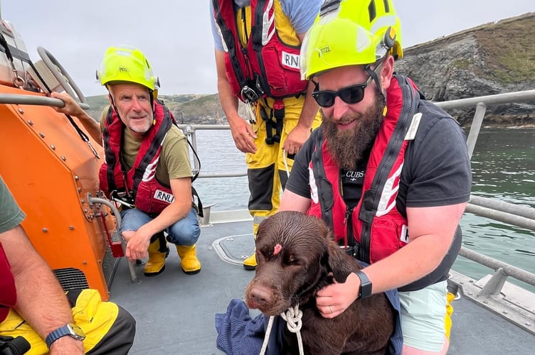 Penlee Lifeboat volunteers save Nutmeg a chocolate labrador 2.
