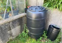 Gardening with Martin Pallett: Leaving some space for weeds