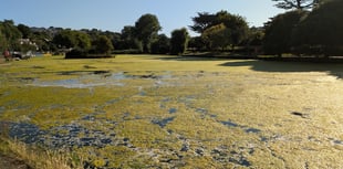 Complaints boating lake has turned into a swamp