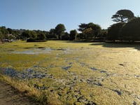 Complaints boating lake has turned into a swamp