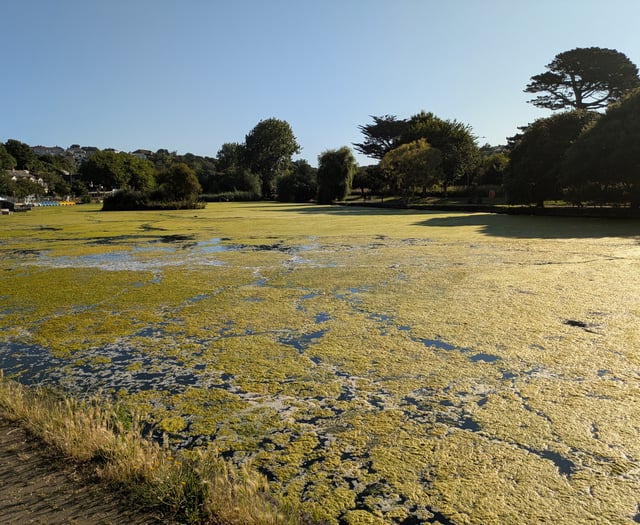 Complaints boating lake has turned into a swamp