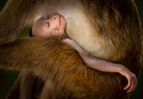 Incredible wildlife photographs to go on display at Eden Project in Cornwall