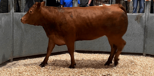 Truro Livestock Market Report: Wednesday, July 9