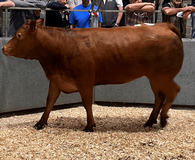 Truro Livestock Market Report: Wednesday, July 9