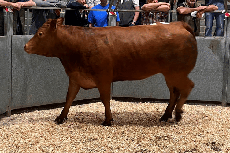 Limousin x heifer to 396p (637kg) for Mrs J Julian of Summercourt, Newquay