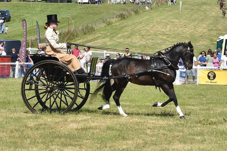 A horse and carriage in action at the Liskeard Show held at Merrymeet. Picture: (Jon Harris Photography)
