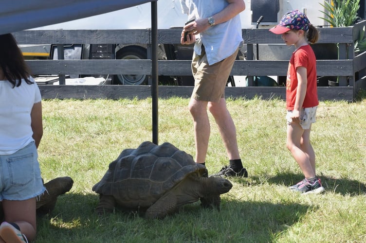 The giant tortoises proved to be very popular with people visiting this year's Liskeard Show. Picture: (Jon Harris Photography)