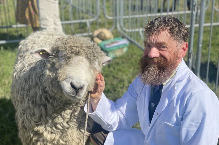 The sheep classes proved incredibly popular at this year's Liskeard Show