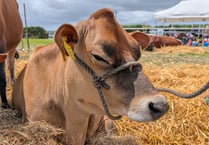 Perfect weather shines on the 191st Stithians Show