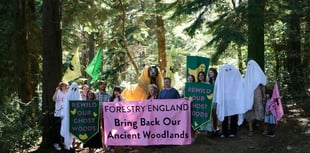 Call for Truro’s ‘ghost woods’ to be revived 