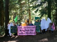 Call for Truro’s ‘ghost woods’ to be revived 