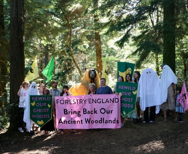 Call for Truro’s ‘ghost woods’ to be revived 
