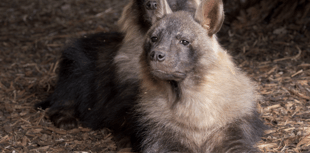 Zoo welcomes two of the world’s rarest carnivores
