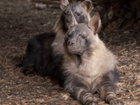 Zoo welcomes two of the world’s rarest carnivores
