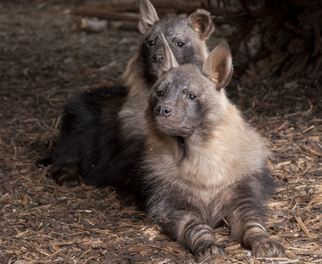 Zoo welcomes two of the world’s rarest carnivores