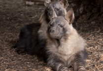 Zoo welcomes two of the world’s rarest carnivores