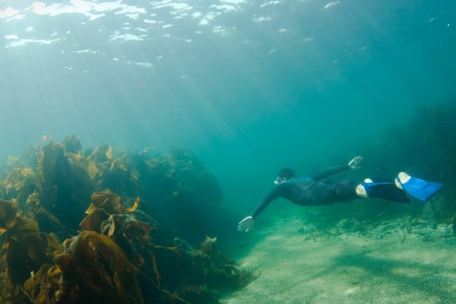 Free snorkelling event for National Marine Week