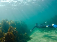 Free snorkelling event for National Marine Week