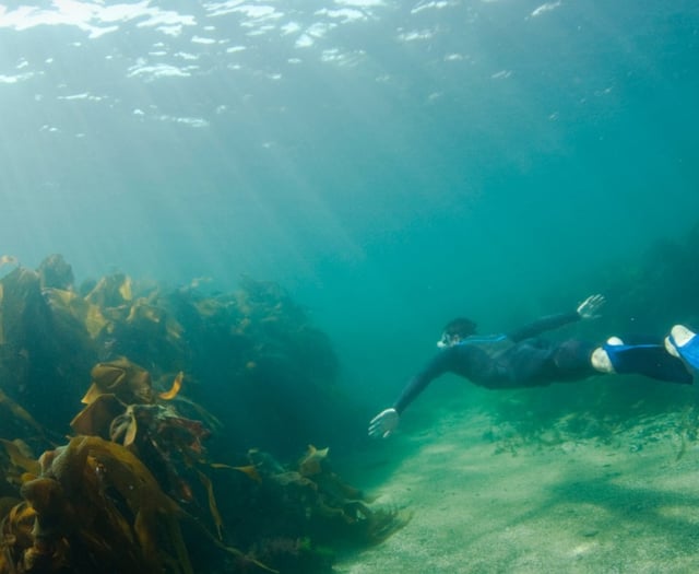 Free snorkelling event for National Marine Week