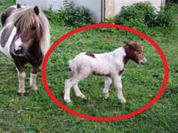 Police launch appeal after foal reported stolen near Truro
