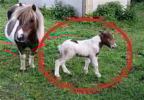 Police launch appeal after nine-week-old foal reportedly stolen near Truro