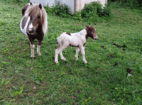 Equine Crime step up the search for stolen foal