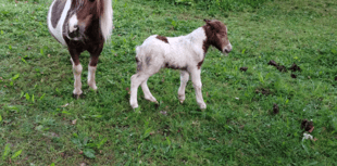 Equine Crime step up the search for stolen foal