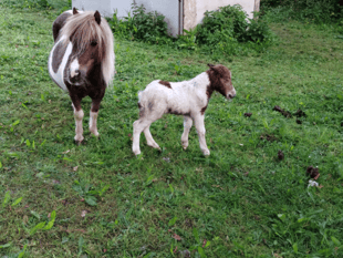 Equine Crime step up the search for stolen foal