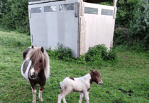Equine Crime step up the search for stolen foal