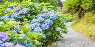 Cornish garden's hydrangeas reach full summer glory