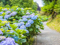 Cornish garden's hydrangeas reach full summer glory