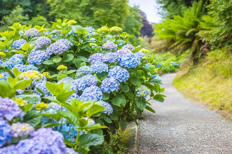 Trebah’s Hydrangeas Reach Full Summer Glory.
