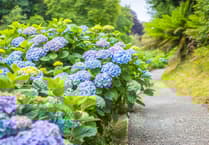 Cornish garden's hydrangeas reach full summer glory