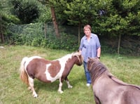 Police appeal for safe return of stolen foal 