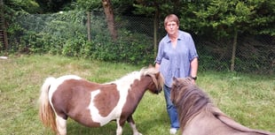 Police appeal for safe return of stolen foal 