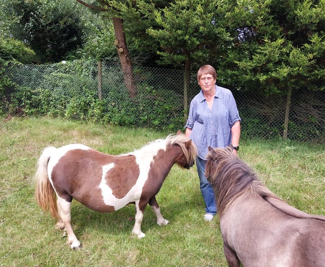 Police appeal for safe return of stolen foal 