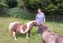 Owner of stolen foal issues emotional appeal