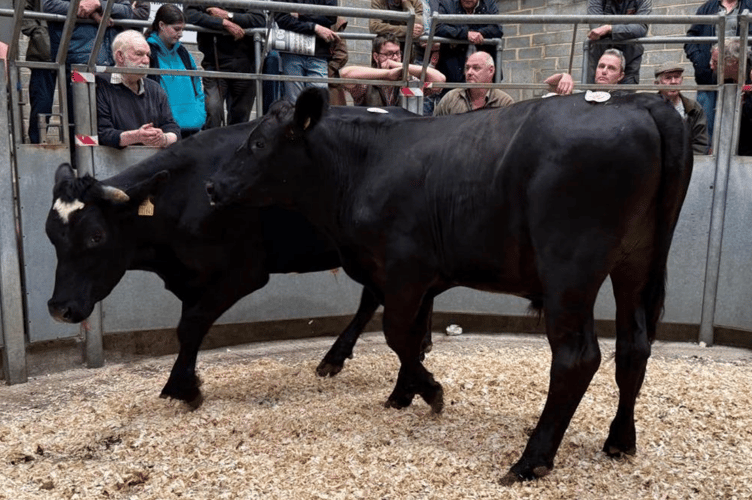 A pair of 22 month old Angus steers on behalf of R M Farming & Co of Sticker, St Austell at £1870.