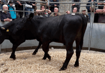 Truro Livestock Market Report: Wednesday, July 16