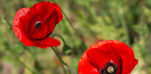 Royal British Legion seeks volunteers for Poppy Appeal