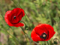 Royal British Legion seeks volunteers for Poppy Appeal