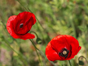 Royal British Legion seeks volunteers for Poppy Appeal