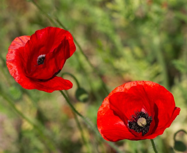 Royal British Legion seeks volunteers for Poppy Appeal