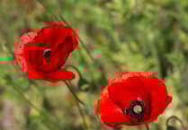 Truro Royal British Legion seeks volunteers for Poppy Appeal
