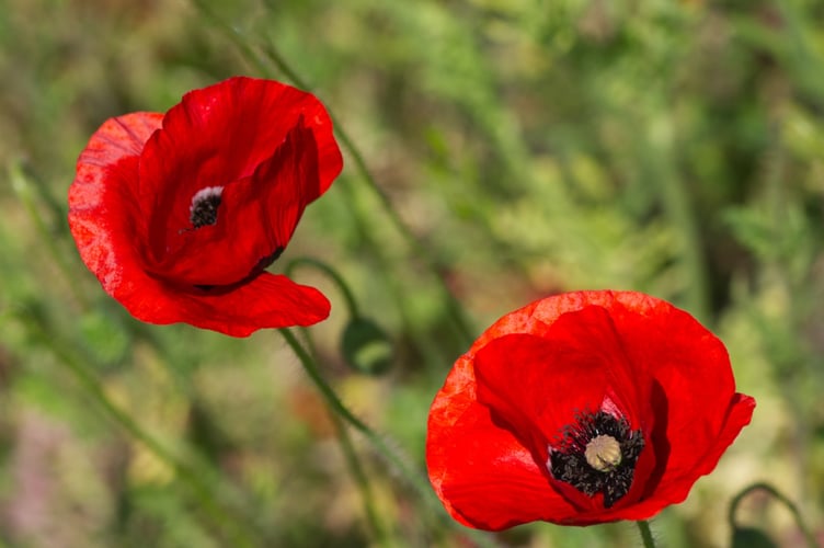 Wild poppies in Sheerwater by Rob Lewis