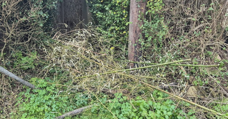Flytip garden waste.