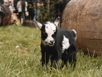 New kid on the block at attraction