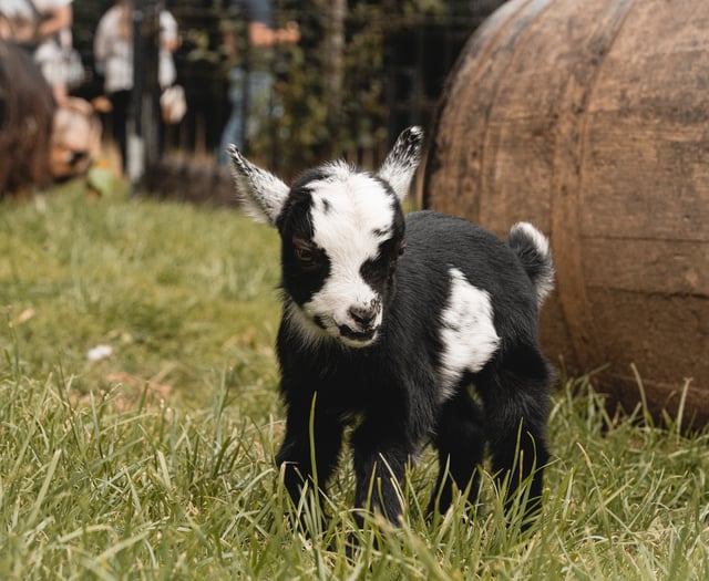 New kid on the block at attraction
