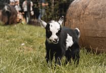 New kid on the block at attraction already stealing hearts and headlines