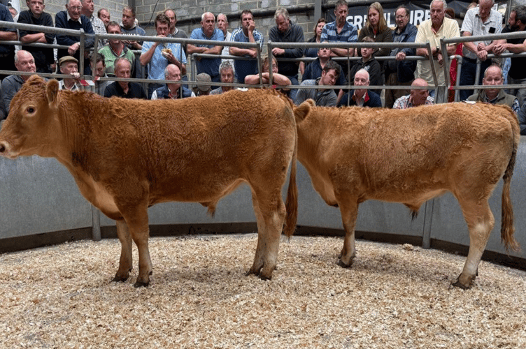 Stores this week topping at £2240 for a pair of 16-month-old South Devon Steers on behalf of Mrs E R Clemens of St Ervan, Wadebridge.